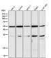 Anti-CD47 Rabbit Monoclonal Antibody